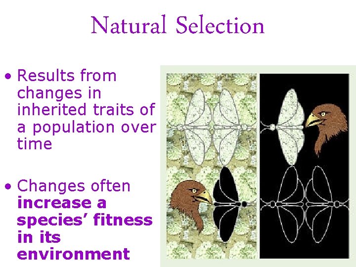 Natural Selection • Results from changes in inherited traits of a population over time