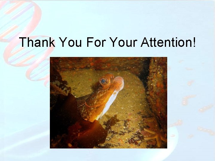 Thank You For Your Attention! 