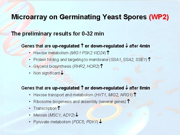 Microarray on Germinating Yeast Spores (WP 2) The preliminary results for 0 -32 min