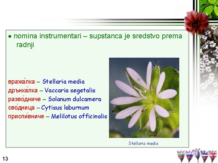  nomina instrumentari – supstanca je sredstvo prema radnji вража лка – Stellaria media