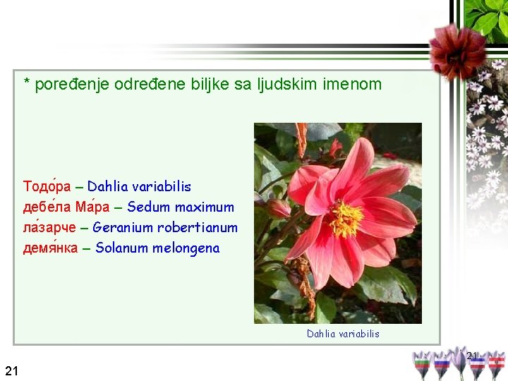 * poređenje određene biljke sa ljudskim imenom Тодо ра – Dahlia variabilis дебе ла