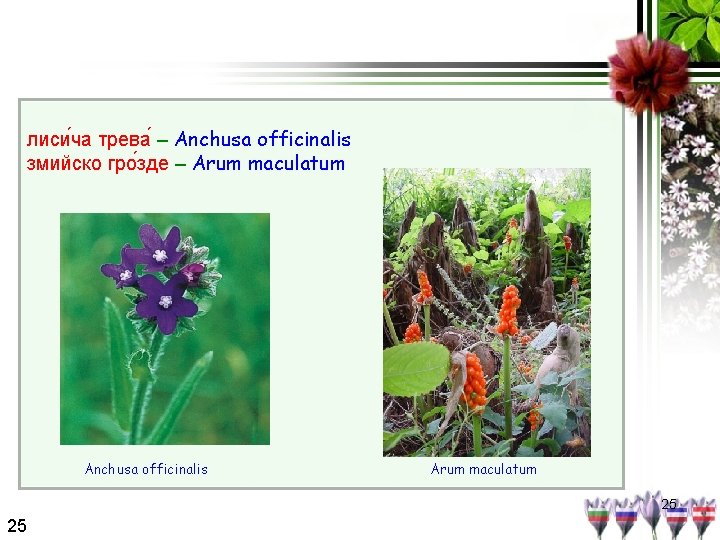 лиси ча трева – Anchusa officinalis змийско гро зде – Arum maculatum Anchusa officinalis
