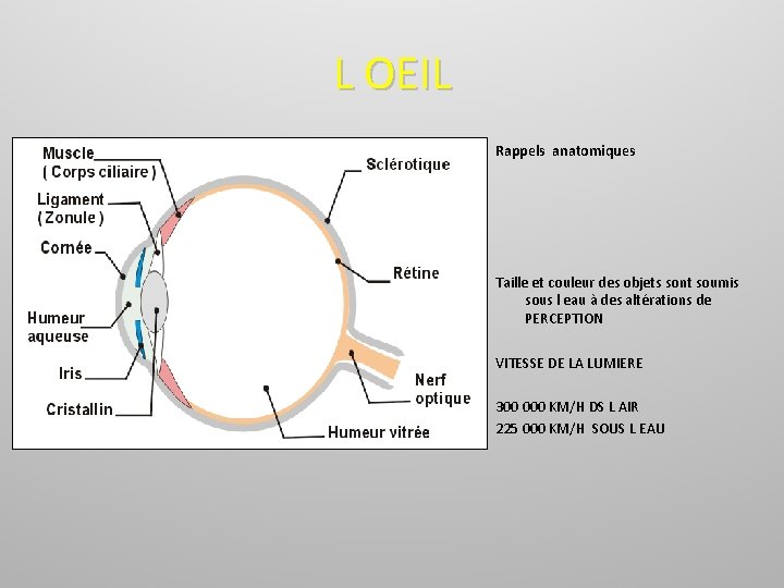 L OEIL Rappels anatomiques Taille et couleur des objets sont soumis sous l eau