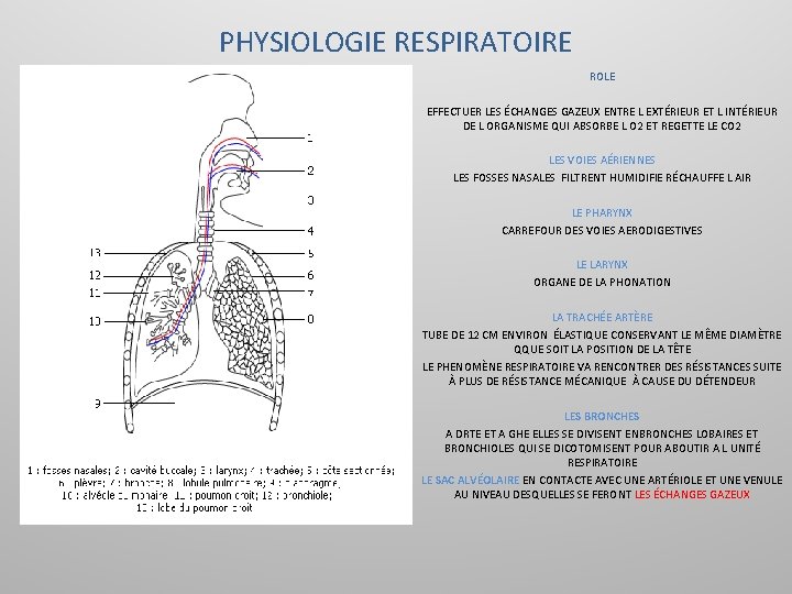 PHYSIOLOGIE RESPIRATOIRE ROLE EFFECTUER LES ÉCHANGES GAZEUX ENTRE L EXTÉRIEUR ET L INTÉRIEUR DE