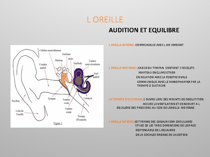 L OREILLE AUDITION ET EQUILIBRE L OREILLE EXTERNE: COMMUNIQUE AVEC L AIR AMBIANT L