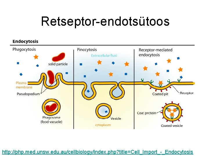Retseptor-endotsütoos http: //php. med. unsw. edu. au/cellbiology/index. php? title=Cell_Import_-_Endocytosis 