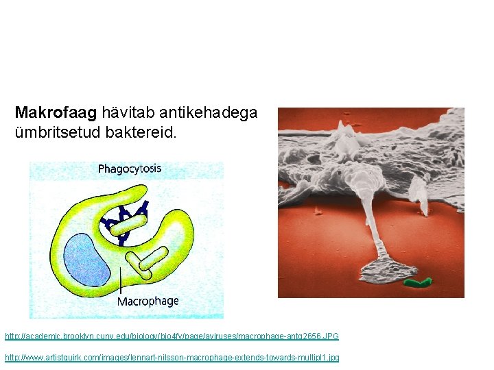 Makrofaag hävitab antikehadega ümbritsetud baktereid. http: //academic. brooklyn. cuny. edu/biology/bio 4 fv/page/aviruses/macrophage-antg 2656. JPG