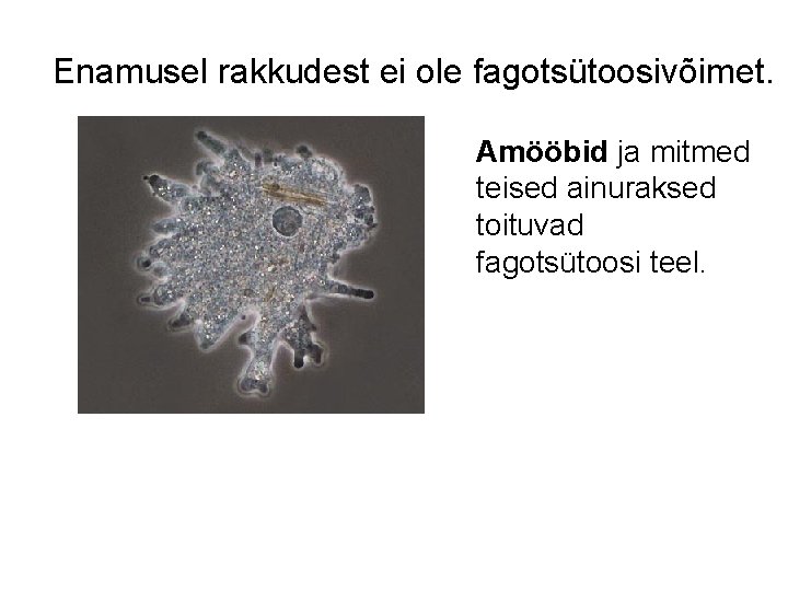 Enamusel rakkudest ei ole fagotsütoosivõimet. Amööbid ja mitmed teised ainuraksed toituvad fagotsütoosi teel. 