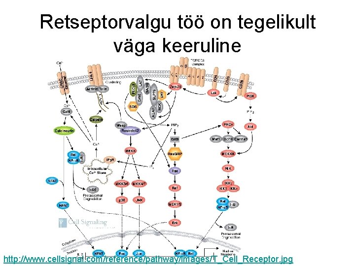 Retseptorvalgu töö on tegelikult väga keeruline http: //www. cellsignal. com/reference/pathway/images/T_Cell_Receptor. jpg 