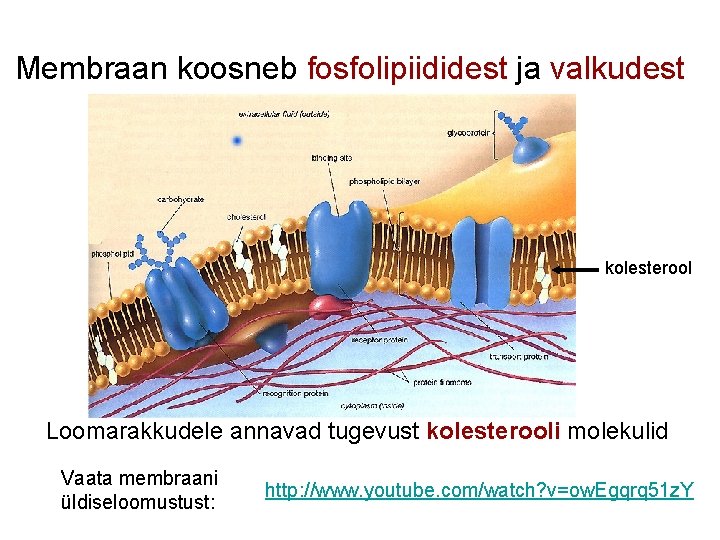 Membraan koosneb fosfolipiididest ja valkudest kolesterool Loomarakkudele annavad tugevust kolesterooli molekulid Vaata membraani üldiseloomustust:
