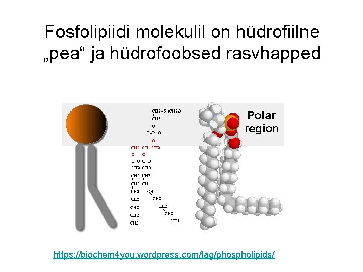Fosfolipiidi molekulil on hüdrofiilne „pea“ ja hüdrofoobsed rasvhapped https: //biochem 4 you. wordpress. com/tag/phospholipids/