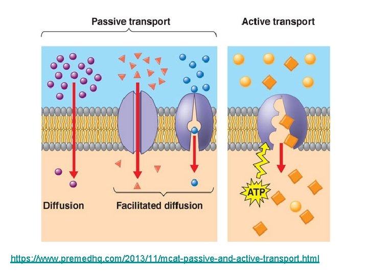 https: //www. premedhq. com/2013/11/mcat-passive-and-active-transport. html 