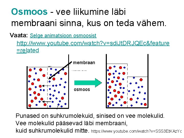 Osmoos - vee liikumine läbi membraani sinna, kus on teda vähem. Vaata: Selge animatsioon