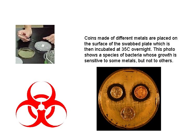 Coins made of different metals are placed on the surface of the swabbed plate