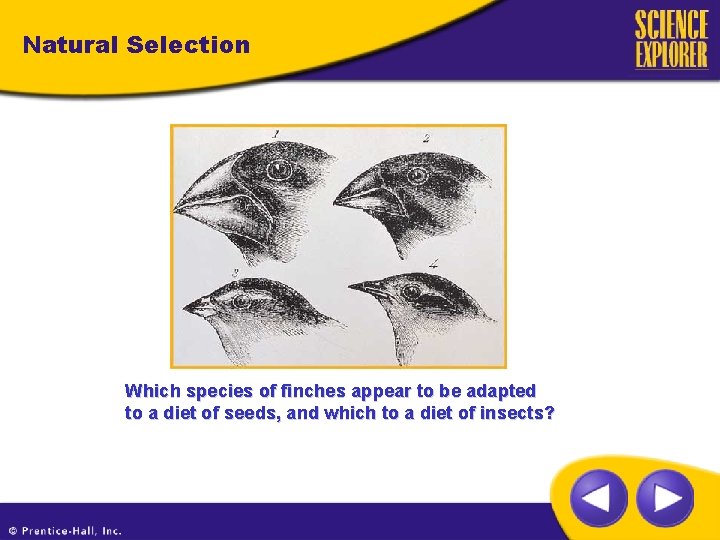 Natural Selection Which species of finches appear to be adapted to a diet of