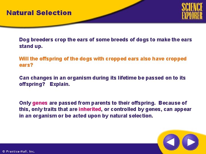 Natural Selection Dog breeders crop the ears of some breeds of dogs to make