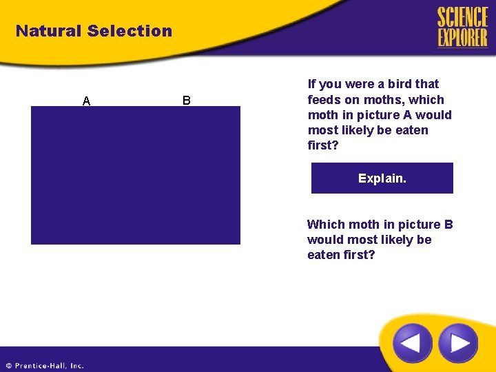 Natural Selection A B If you were a bird that feeds on moths, which