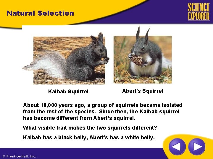 Natural Selection Kaibab Squirrel Abert’s Squirrel About 10, 000 years ago, a group of