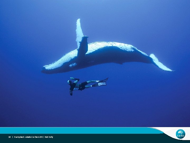 19 | Humpback whales in the GBR| Nat Kelly 