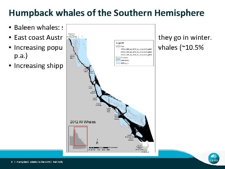 Humpback whales of the Southern Hemisphere • Baleen whales: south to feed, north to