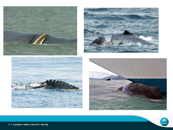 6 | Humpback whales in the GBR| Nat Kelly 