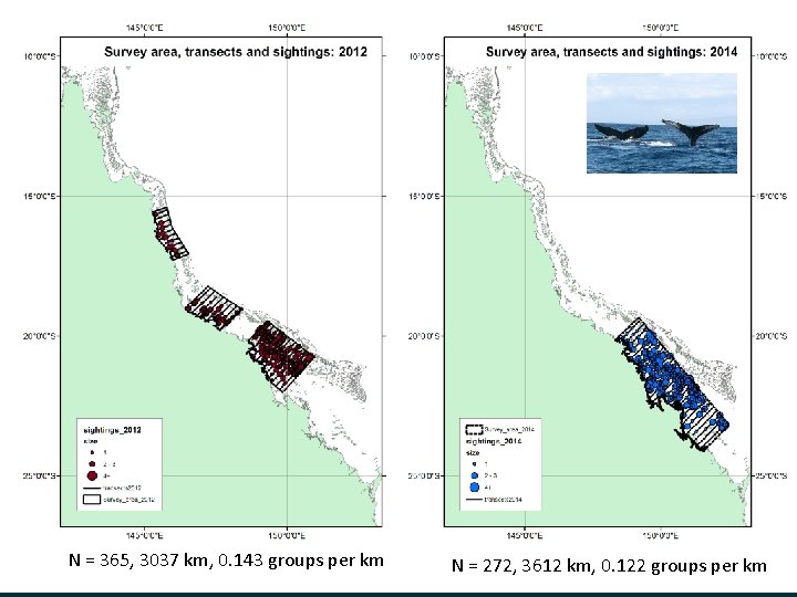 N = 365, 3037 km, 0. 143 groups per km 8 | Humpback whales