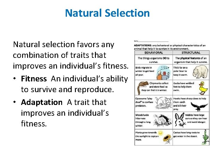 Natural Selection Natural selection favors any combination of traits that improves an individual’s fitness.