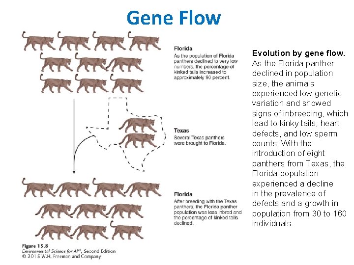Gene Flow Evolution by gene flow. As the Florida panther declined in population size,