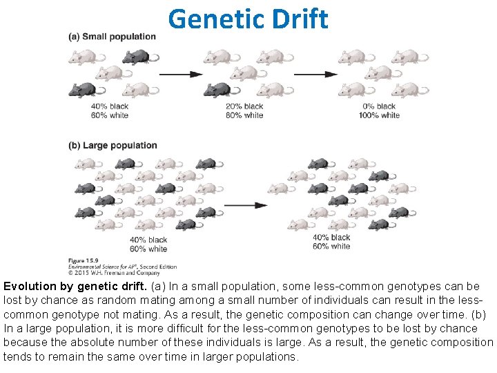 Genetic Drift Evolution by genetic drift. (a) In a small population, some less-common genotypes
