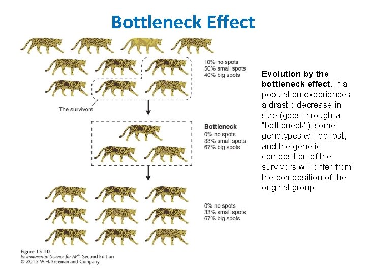 Bottleneck Effect Evolution by the bottleneck effect. If a population experiences a drastic decrease