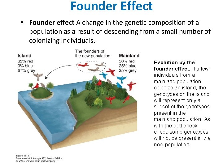 Founder Effect • Founder effect A change in the genetic composition of a population