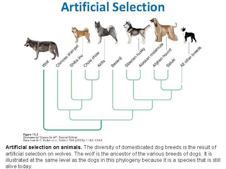 Artificial Selection Artificial selection on animals. The diversity of domesticated dog breeds is the