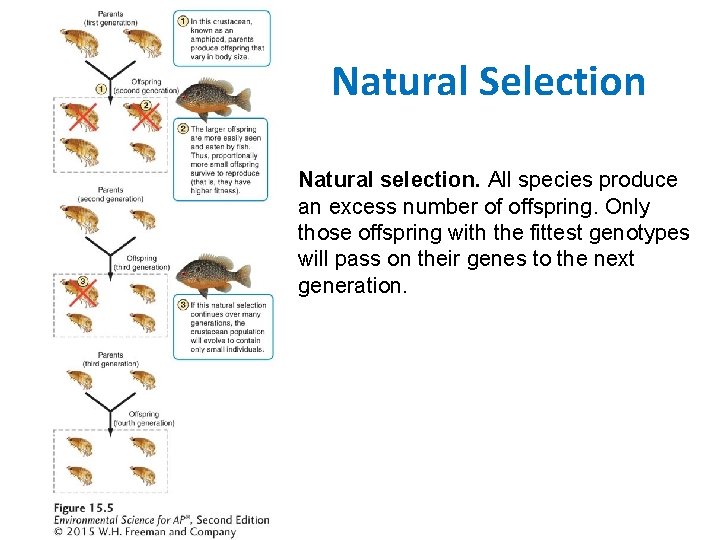 Natural Selection Natural selection. All species produce an excess number of offspring. Only those