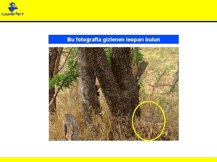 Bu fotoğrafta gizlenen leoparı bulun 