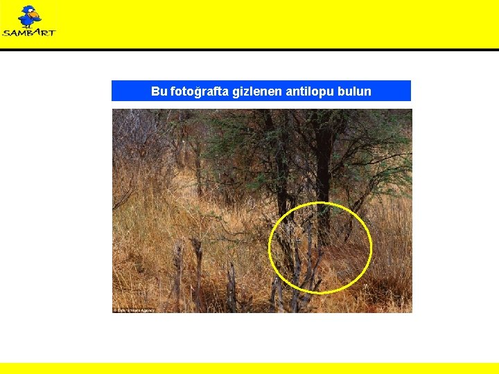 Bu fotoğrafta gizlenen antilopu bulun 