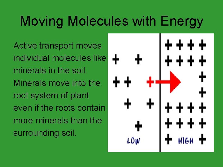 Moving Molecules with Energy Active transport moves individual molecules like minerals in the soil.