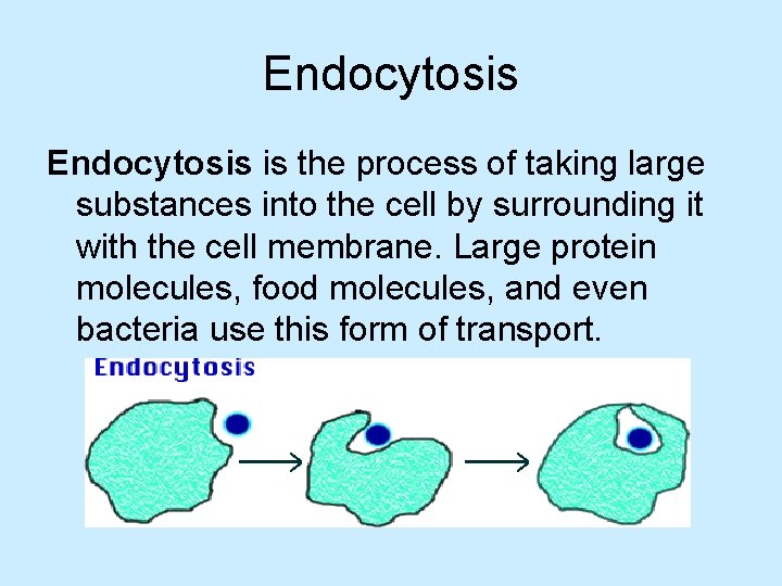 Endocytosis is the process of taking large substances into the cell by surrounding it