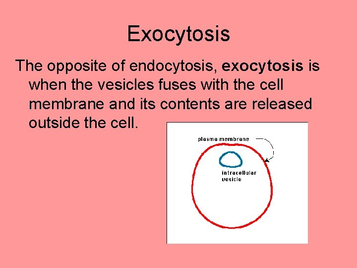 Exocytosis The opposite of endocytosis, exocytosis is when the vesicles fuses with the cell