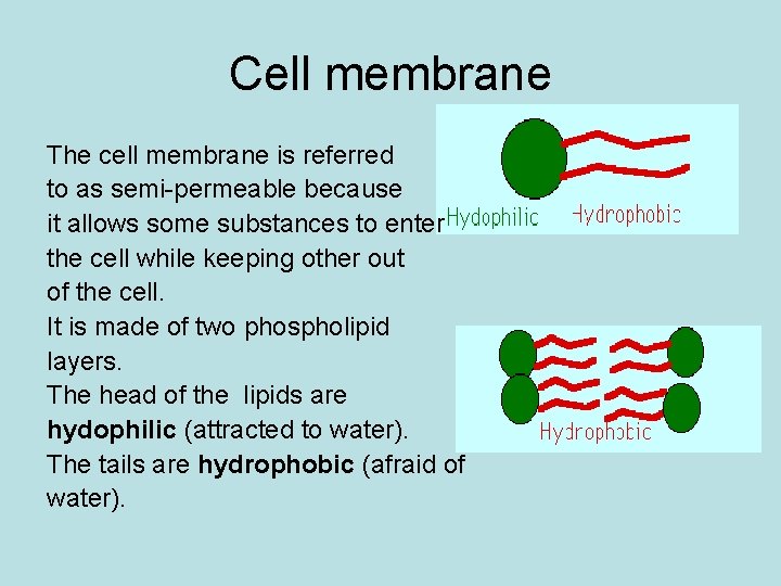 Cell membrane The cell membrane is referred to as semi-permeable because it allows some