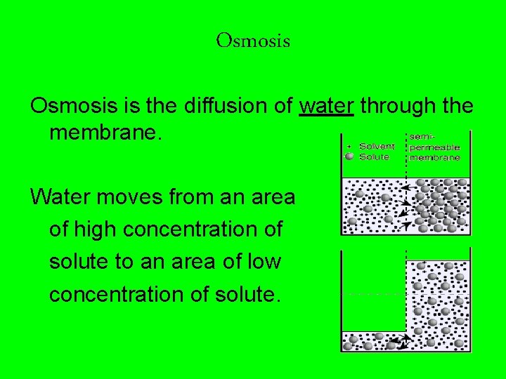 Osmosis is the diffusion of water through the membrane. Water moves from an area