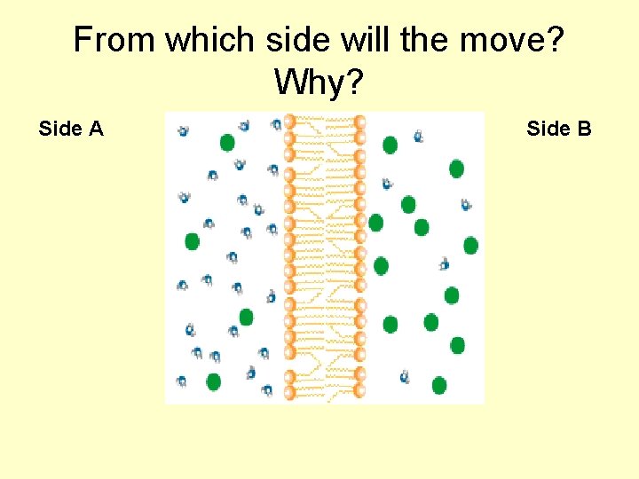 From which side will the move? Why? Side A Side B 