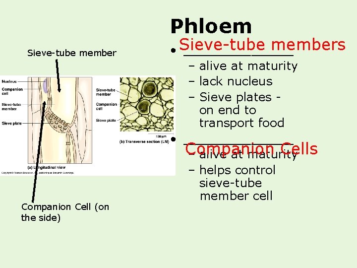 Phloem Sieve-tube member Companion Cell (on the side) members • Sieve-tube _______ – alive