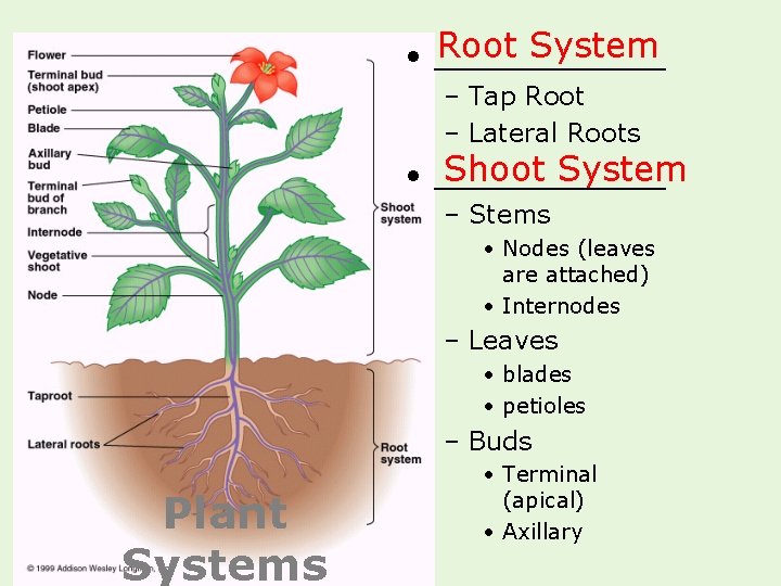 Root System • ______ – Tap Root – Lateral Roots Shoot System • ______