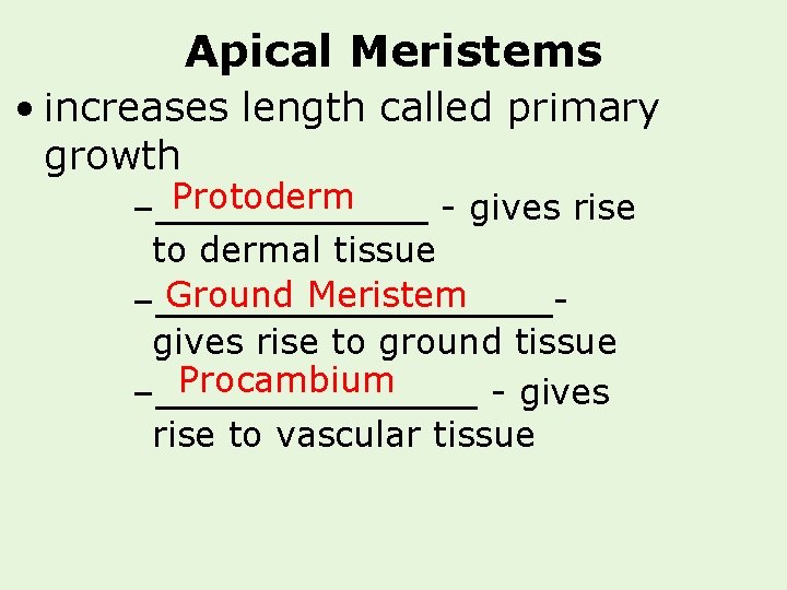 Apical Meristems • increases length called primary growth Protoderm –______ - gives rise to