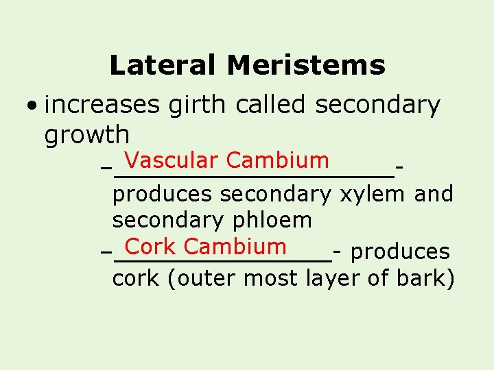Lateral Meristems • increases girth called secondary growth Vascular Cambium –_________produces secondary xylem and