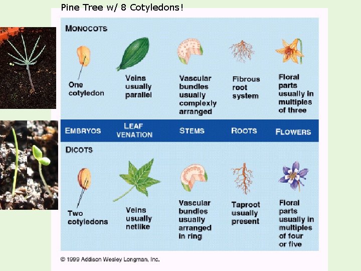 Pine Tree w/ 8 Cotyledons! 