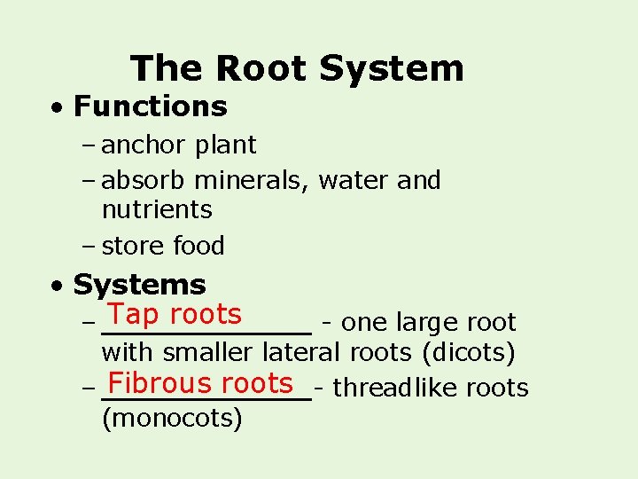 The Root System • Functions – anchor plant – absorb minerals, water and nutrients