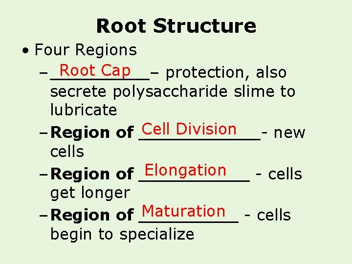 Root Structure • Four Regions Root Cap – _____– protection, also secrete polysaccharide slime