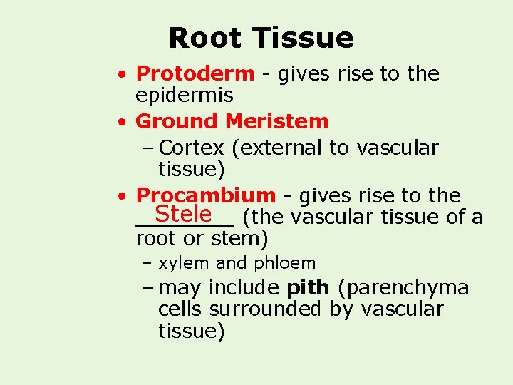 Root Tissue • Protoderm - gives rise to the epidermis • Ground Meristem –