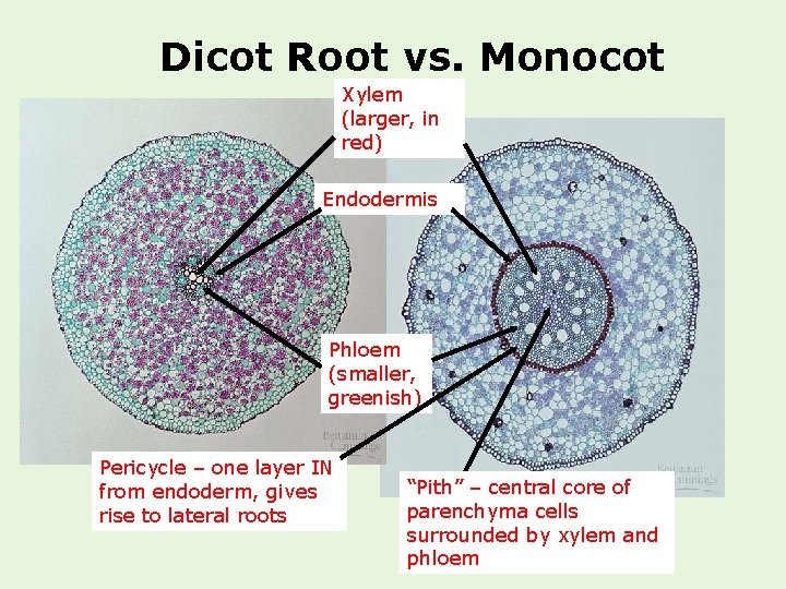 Dicot Root vs. Monocot Xylem (larger, in red) Endodermis Phloem (smaller, greenish) Pericycle –